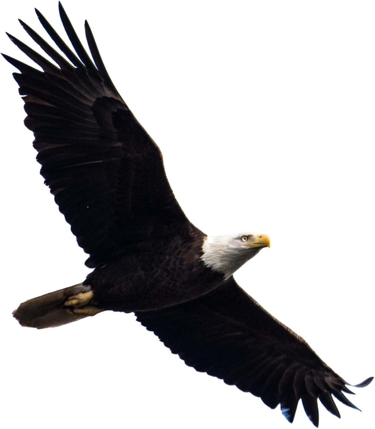 Eagle